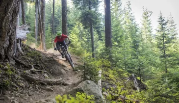 Mountain biking through the forest on famous Whistler bike trails.